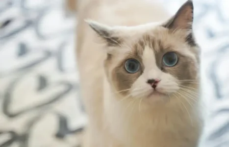 Cute Ragdoll