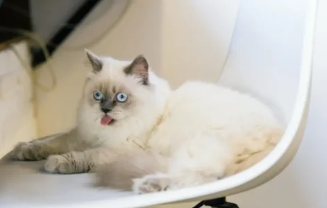 Funny Ragdoll cat