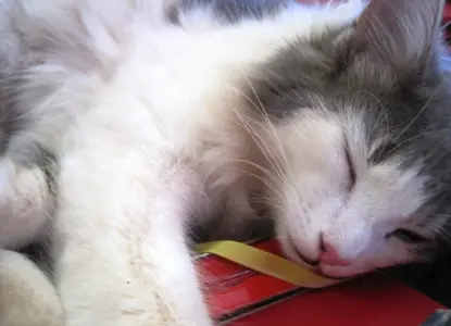 Ragdoll cat