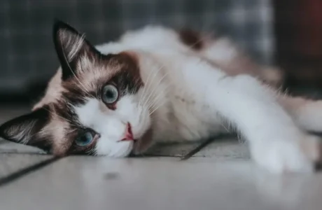 Ragdoll cat