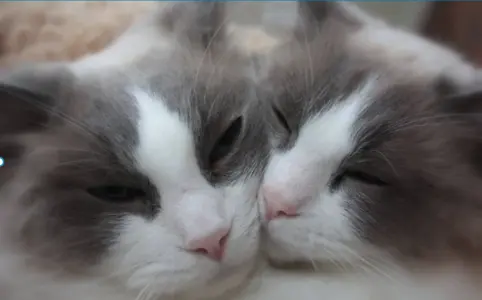 Two Ragdoll cat
