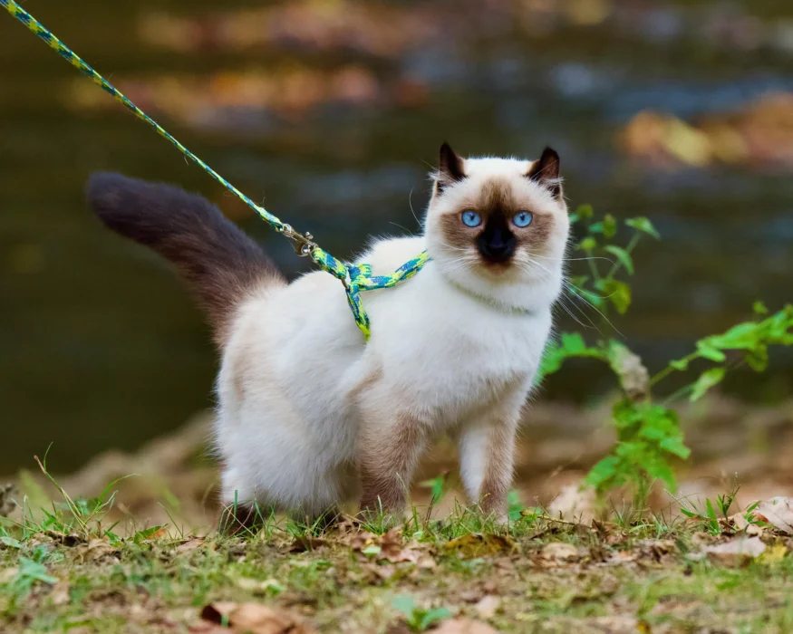 Ragdoll cat