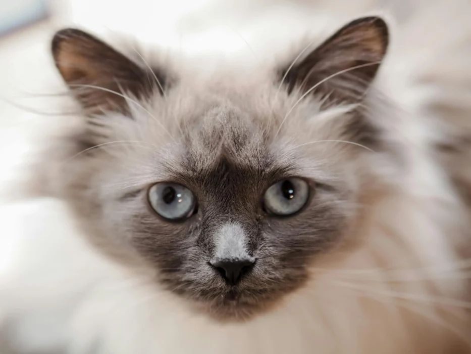 Ragdoll cat
