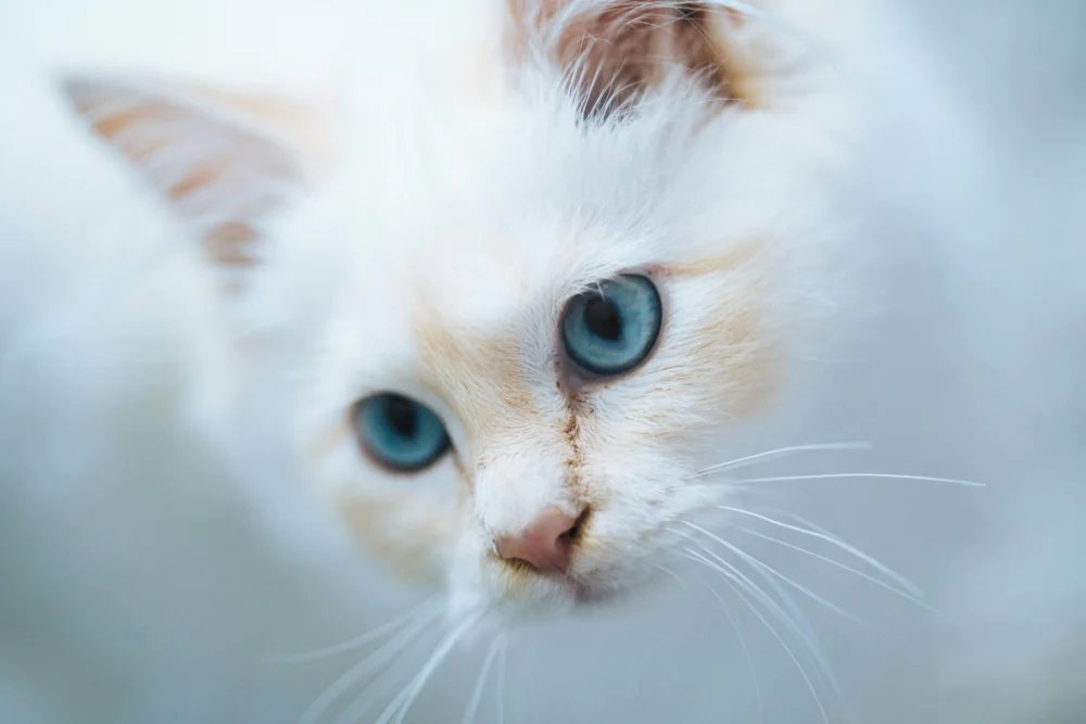 Ragdoll cat