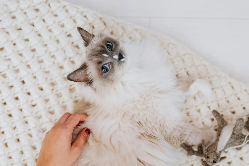 Ragdoll kitten