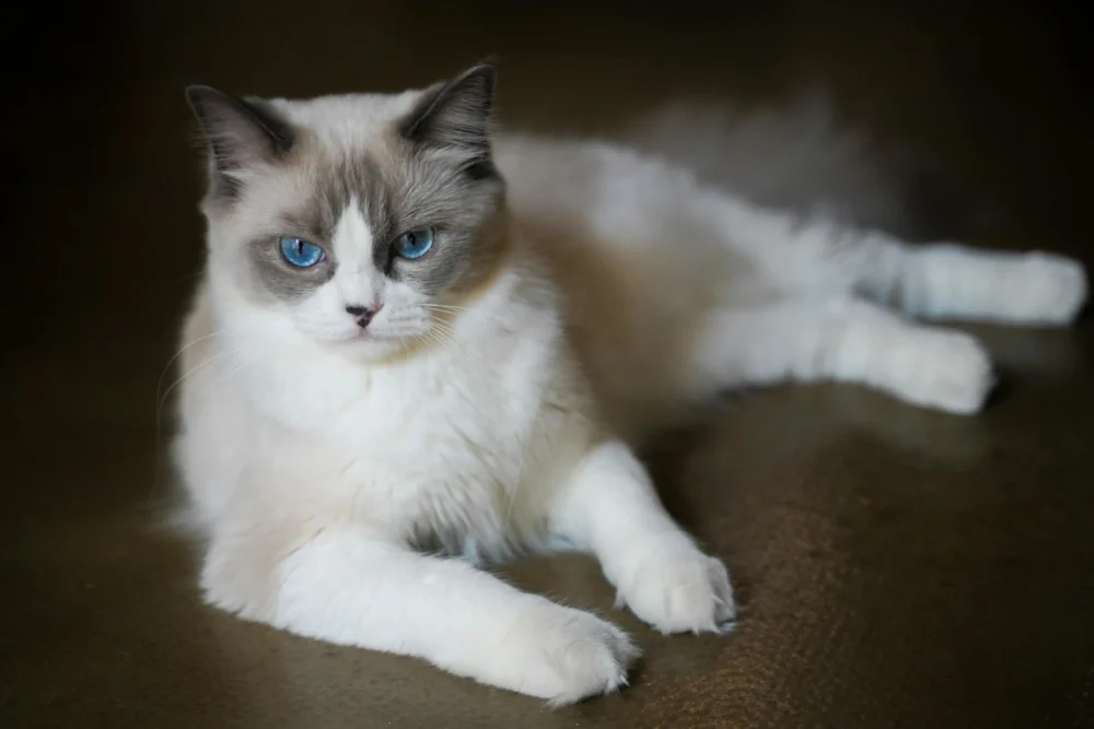 Ragdoll kitten