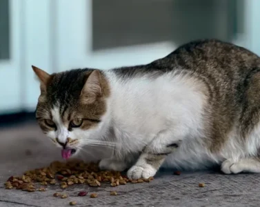 Ragdoll cat with food