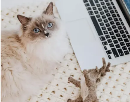 Ragdoll cat with toys