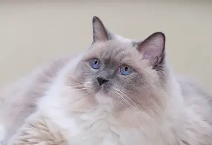 Purebred Ragdoll