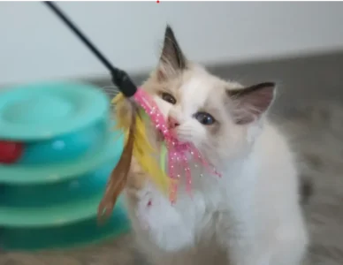 Ragdoll playing with stick