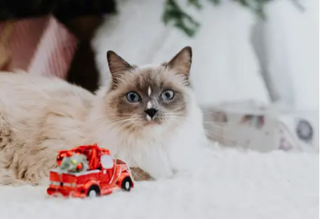 Ragdoll with toy