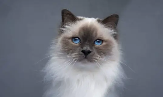 Ragdoll kitten with white color