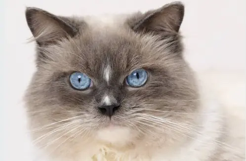 Ragdoll kitten with blue eye and dark color on the face