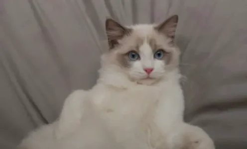 Ragdoll