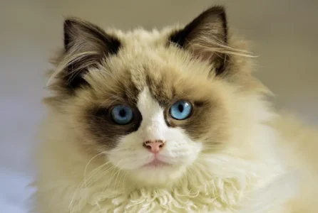 Ragdoll