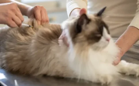 Ragdoll
