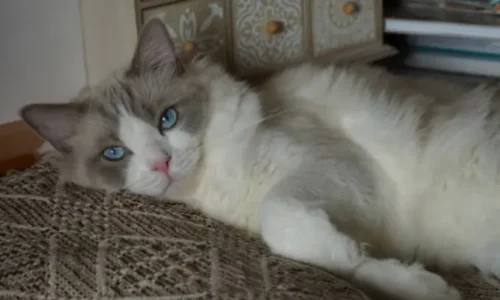 Lazy Ragdoll