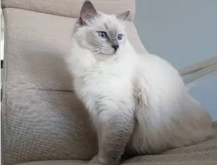 Ragdoll