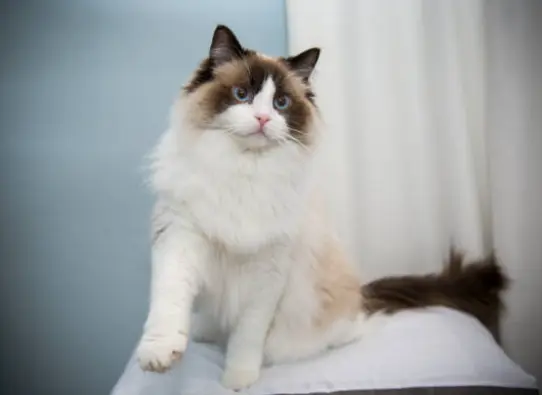 Ragdoll