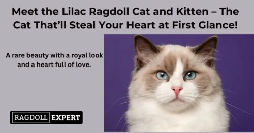 Lilac Ragdoll Cats and Kittens