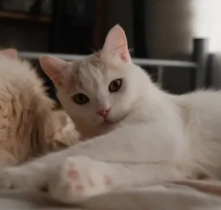 Ragdoll cat