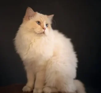 Ragdoll cat