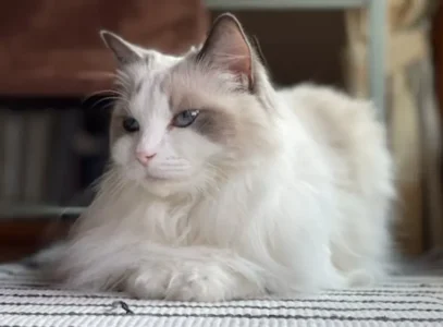 Ragdoll cat