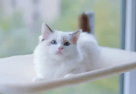 Ragdoll cat