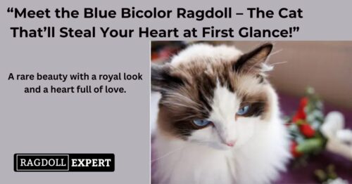 The Amazing Blue Bicolor Ragdoll