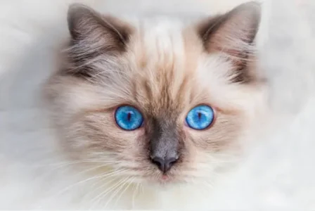 Blue Eyes Ragdoll